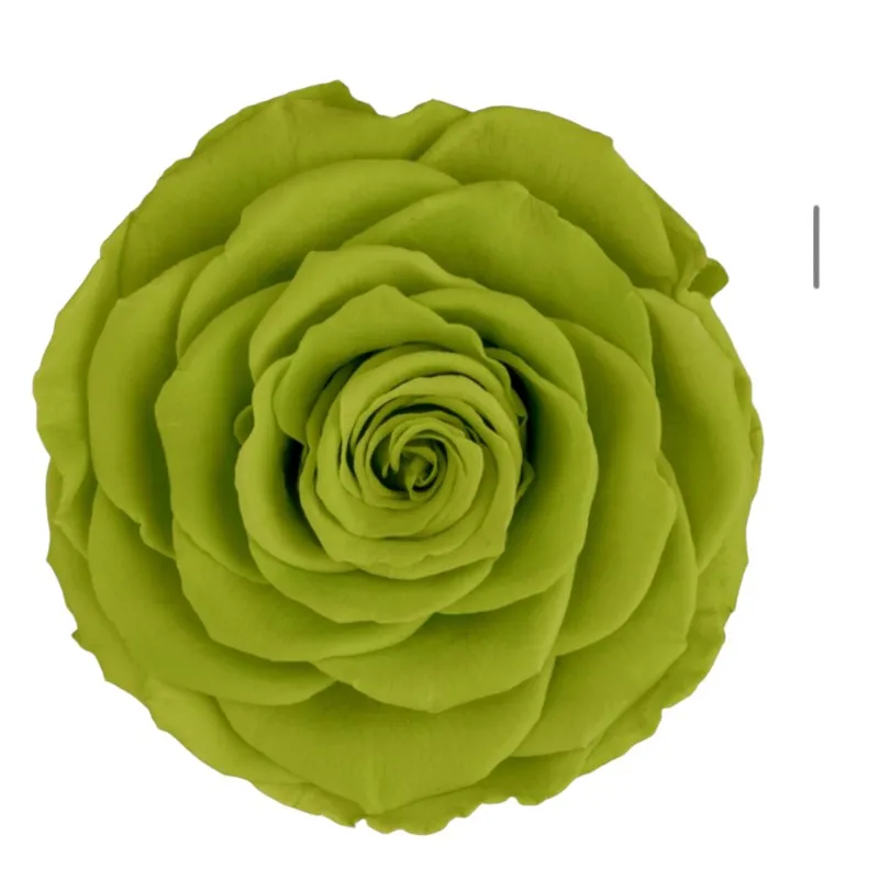 Preserved roses green Roseamor
