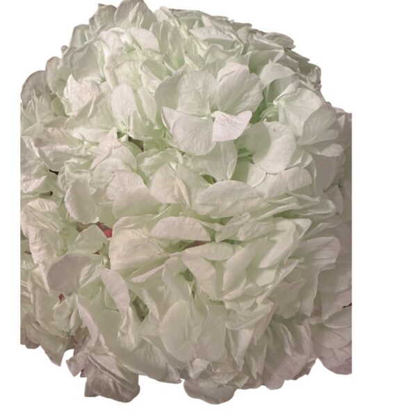 Preserved Hydrangea green 89 - Image 2