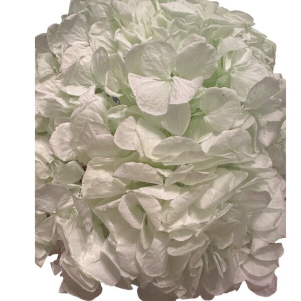 Preserved Hydrangea green 89