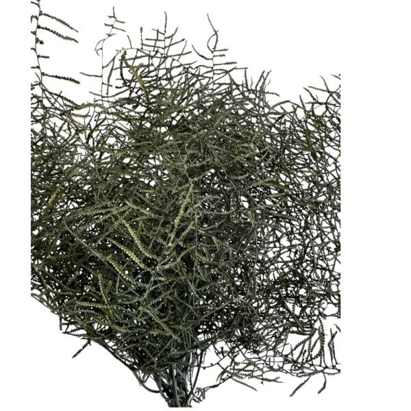 Preserved fern coral dark green