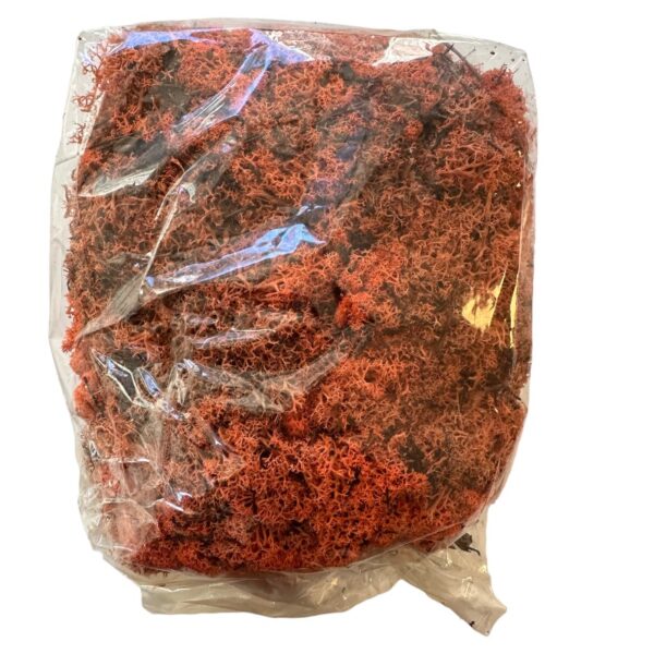 Preserved bag Icelandic moss orange - Image 2
