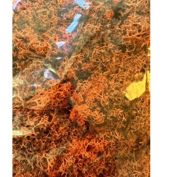 Preserved bag Icelandic moss orange