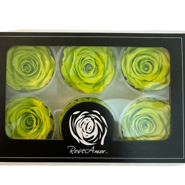 Preserved roses light green - Image 3