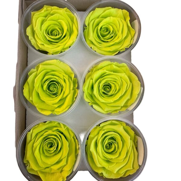 Preserved roses light green - Image 2