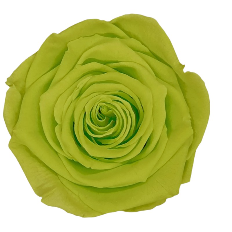Preserved roses light green Roseamor