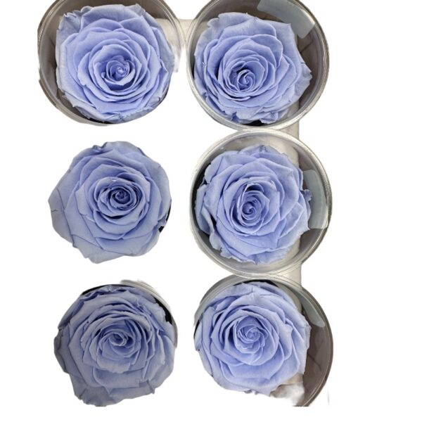 Preserved light violet roses - Image 2