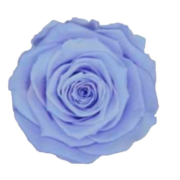 Preserved light violet roses Roseamor