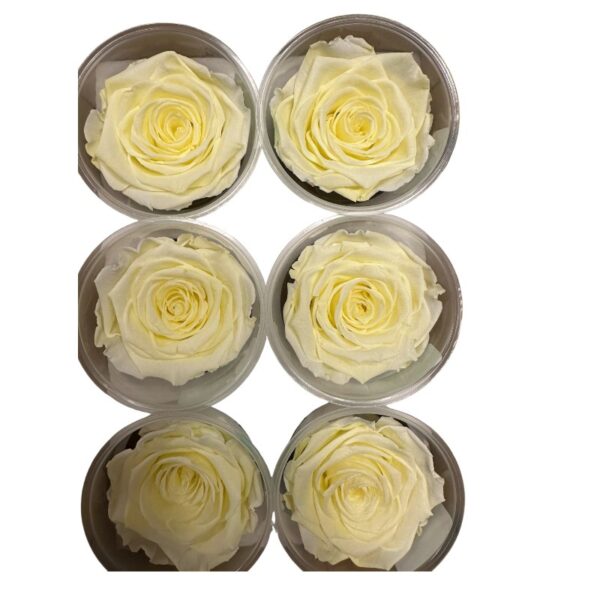 Preserved light yellow roses - Image 3