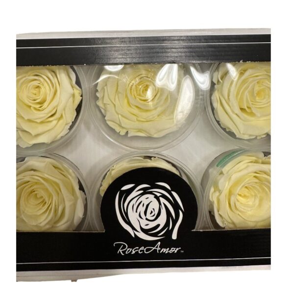 Preserved light yellow roses - Image 2