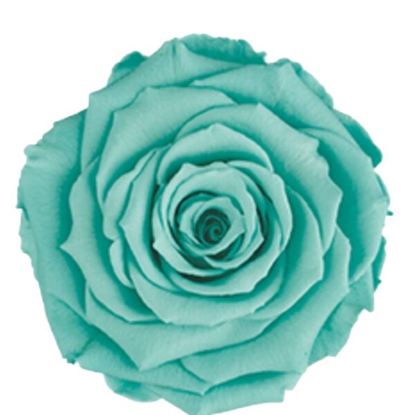 Preserved roses mint blue Roseamor