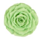 Preserved roses mint green Roseamor