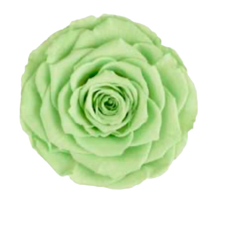 Preserved roses mint green Roseamor