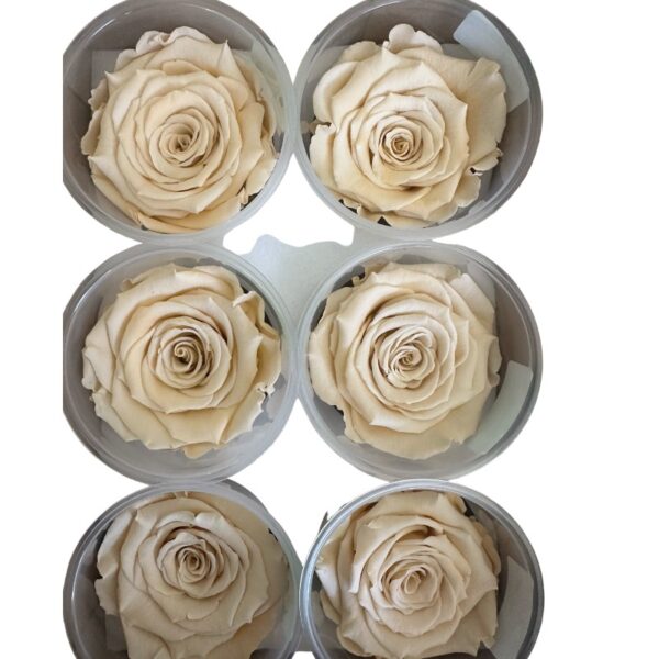Preserved, box of 6 roses, LL+, natural beige 01 - Image 3