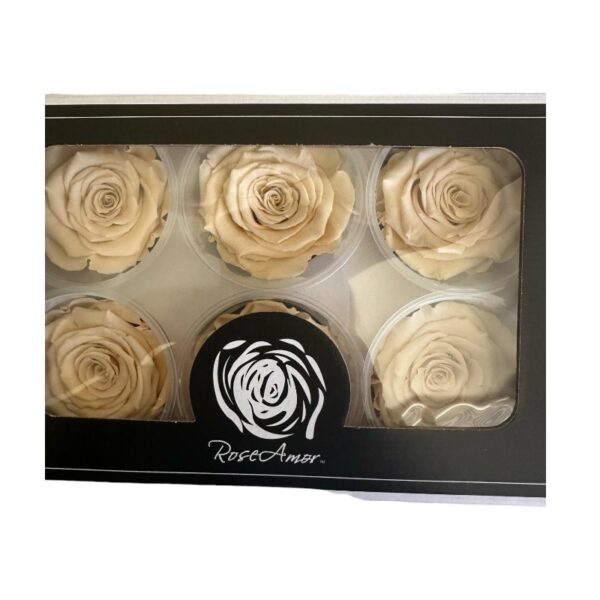 Preserved, box of 6 roses, LL+, natural beige 01 - Image 2