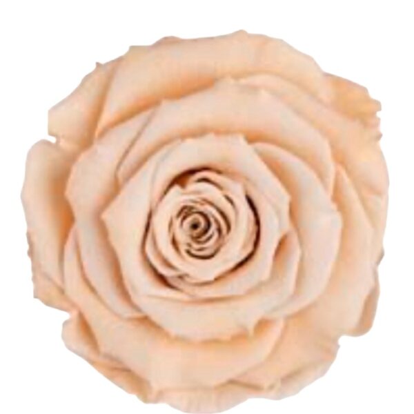 Preserved, box of 6 roses, LL+, natural beige 01