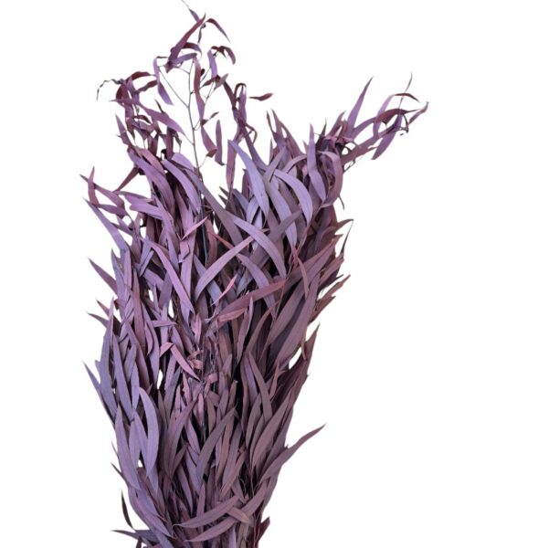 Preserved wine color eucalyptus nichollii - Image 2