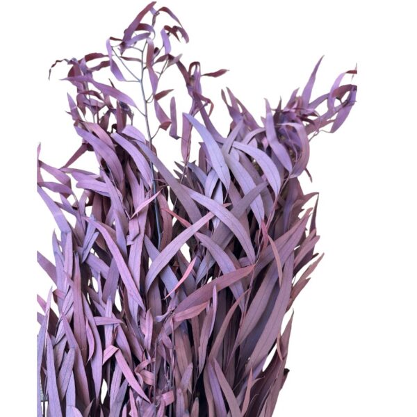 Preserved wine color eucalyptus nichollii