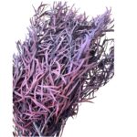 Preserved wine color eucalyptus nichollii small leaves