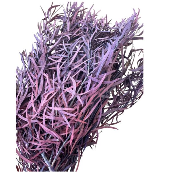Preserved wine color eucalyptus nichollii small leaves