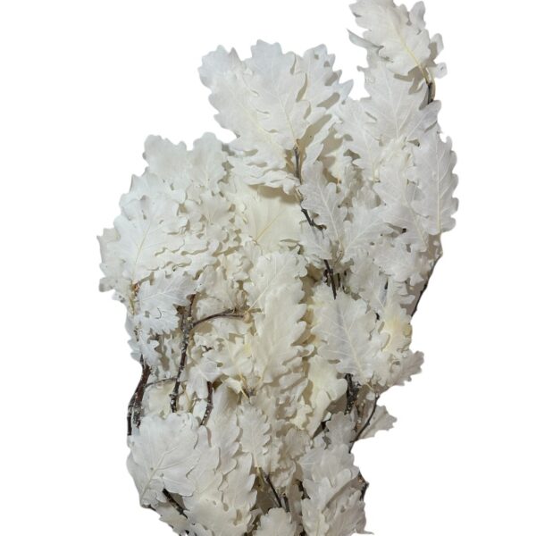 Preserved white Oak Pailtrus - Image 2