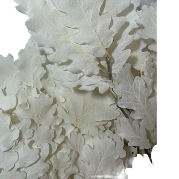 Preserved white Oak Pailtrus