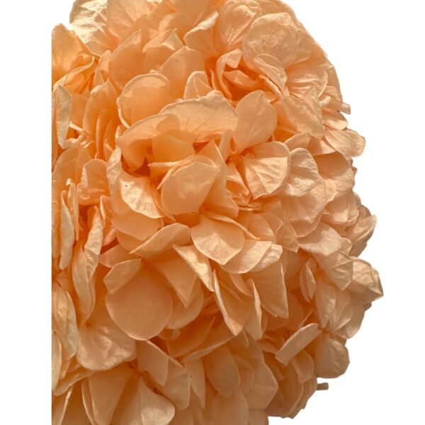 Preserved Hydrangea peach 99