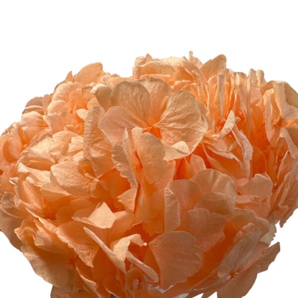 Preserved Hydrangea peach 99 - Image 2