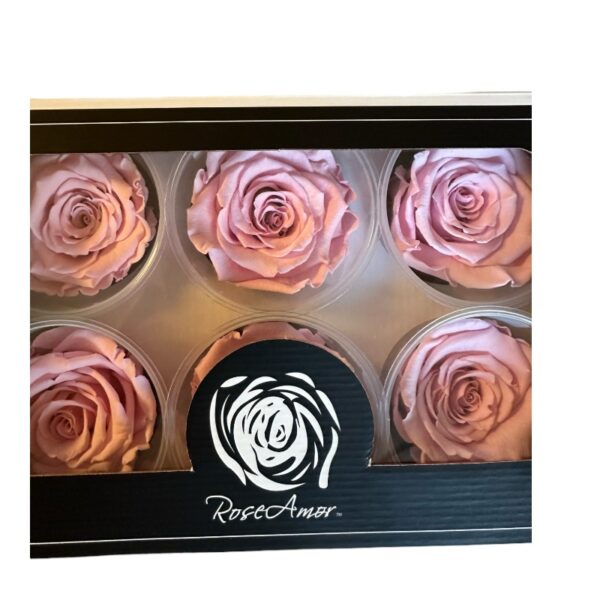 Preserved roses pink - Image 3