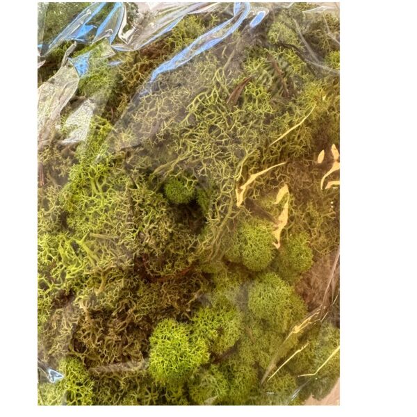 Preserved bag Icelandic moss pistachio green