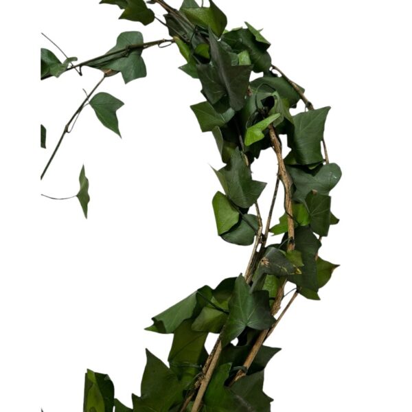 Preserved MINI Ivy green