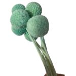 Preserved baby blue color craspedia