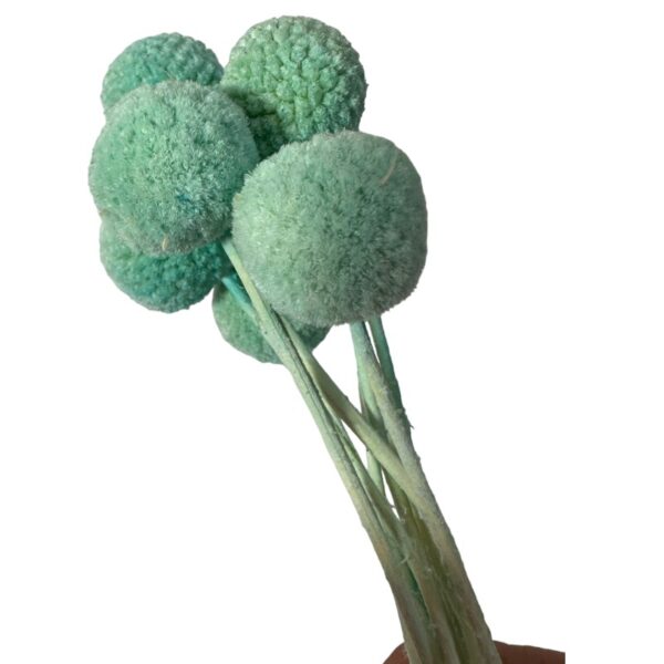 Preserved baby blue color craspedia