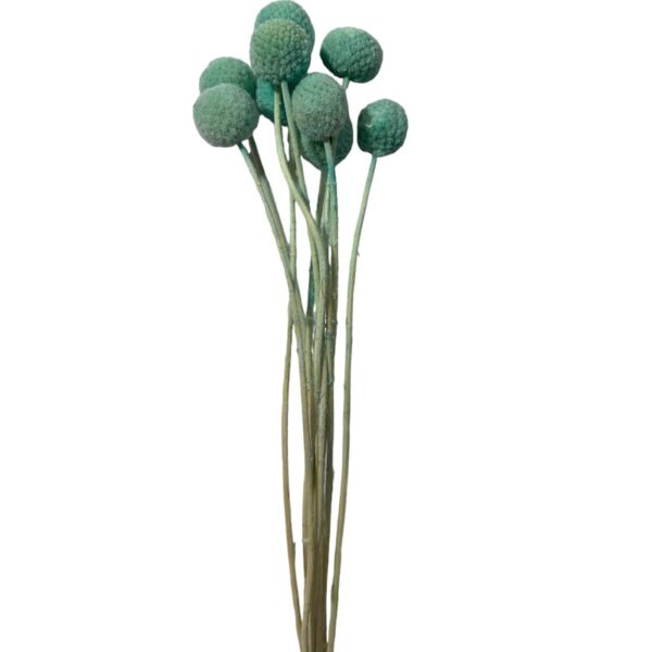 Preserved baby blue color craspedia - Image 2