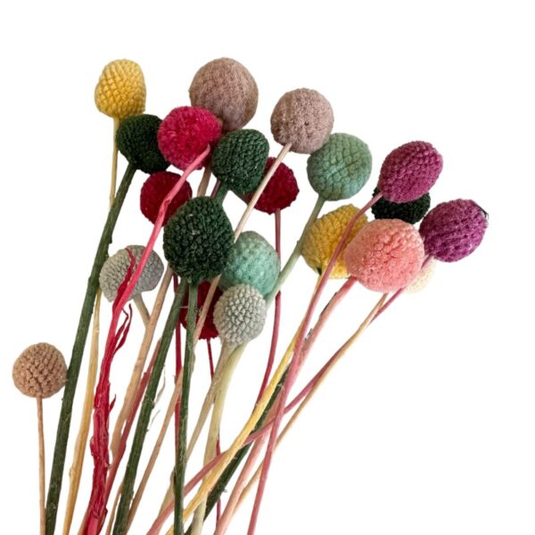 Preserved mix color craspedia