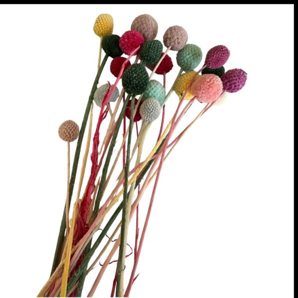 Preserved mix color craspedia - Image 2