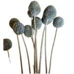 Preserved grey craspedia