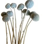 Preserved light blue craspedia