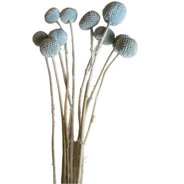 Preserved light blue craspedia - Image 2