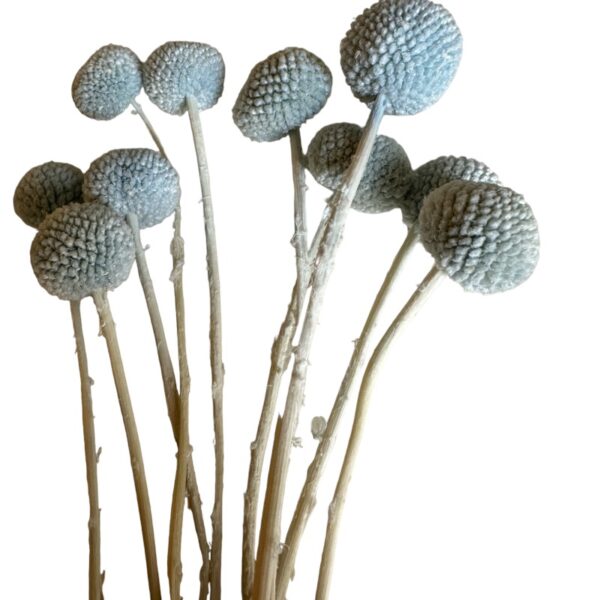 Preserved light blue craspedia