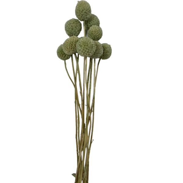 Preserved mint green craspedia - Image 2