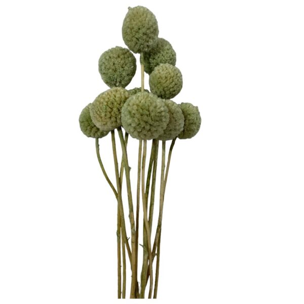 Preserved mint green craspedia