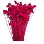 Dry fuchsia Amarelino