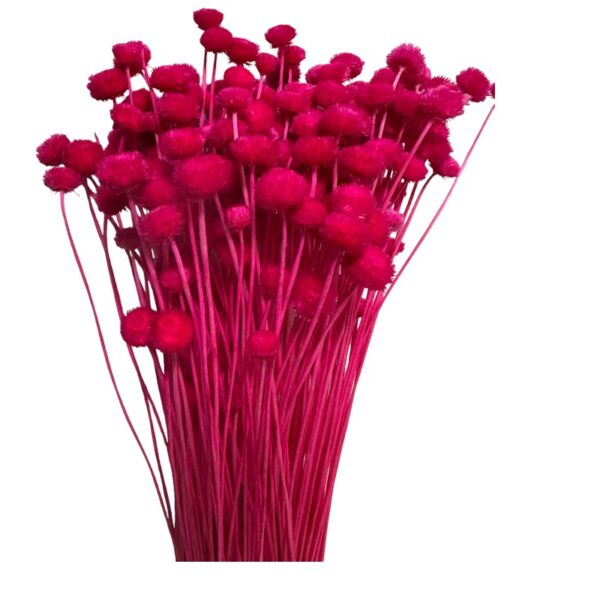 Dry fuchsia Amarelino