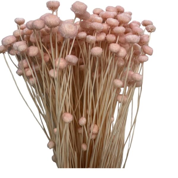Dry light pink Amarelino