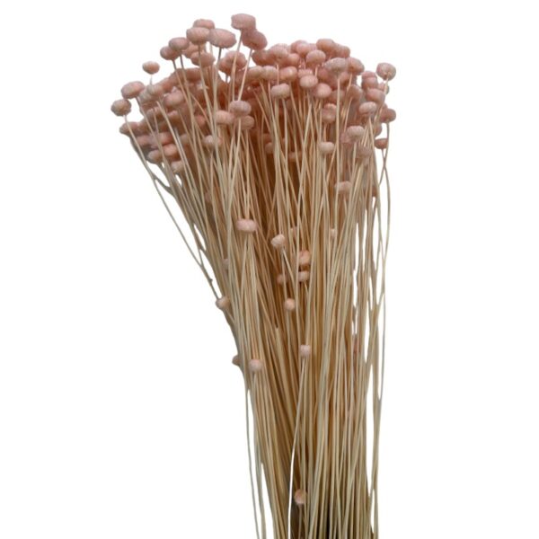 Dry light pink Amarelino - Image 2