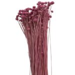 Dry pink Amarelino - Image 2