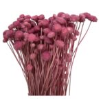 Dry pink Amarelino
