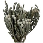 Preserved grey silver Brunia Albiflora