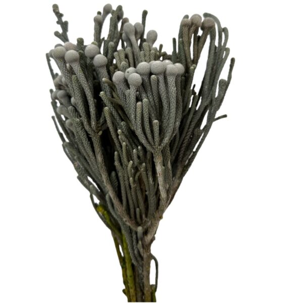 Preserved grey silver Brunia Albiflora - Image 2