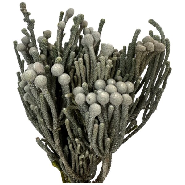 Preserved grey silver Brunia Albiflora